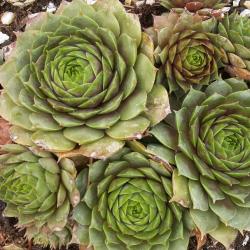 Sempervivum - Dachwurz - Hauswurz